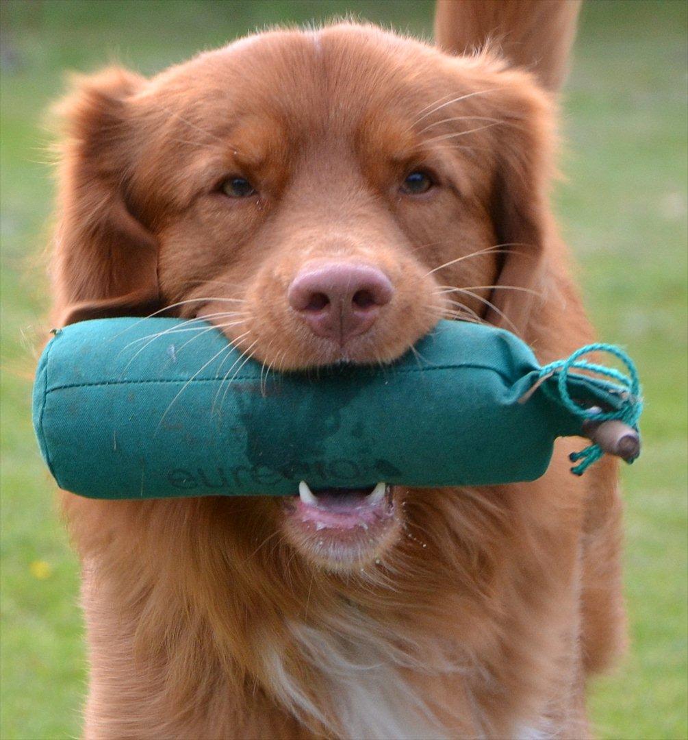 Nova scotia duck tolling retriever Eddie billede 15