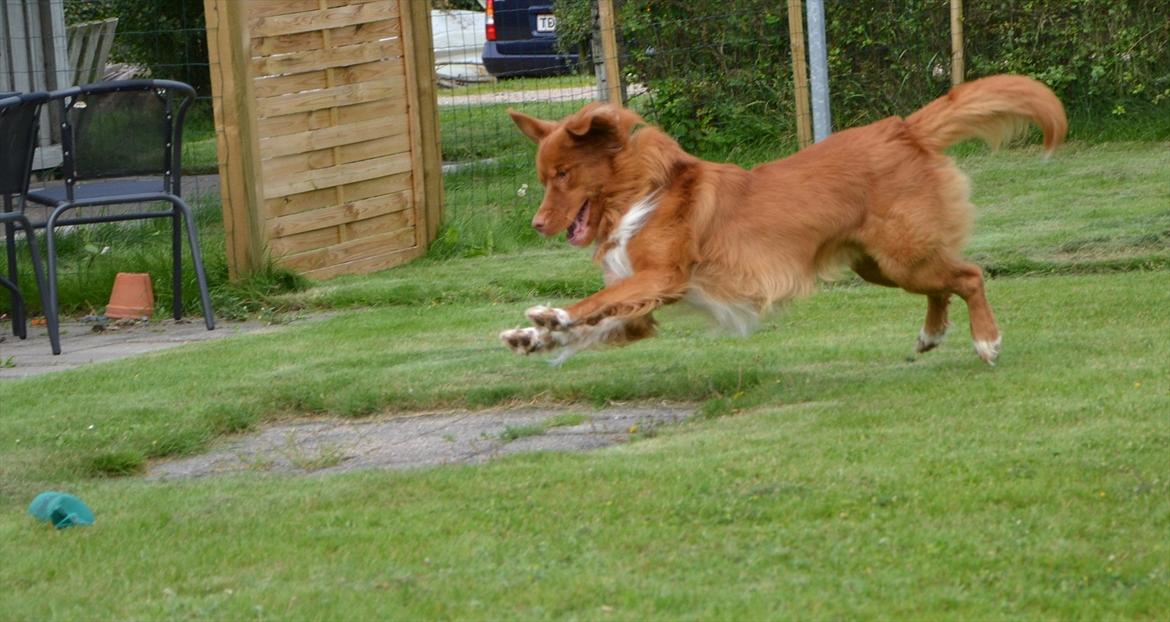 Nova scotia duck tolling retriever Eddie billede 16