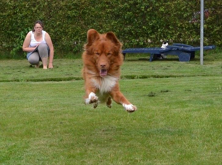 Nova scotia duck tolling retriever Eddie billede 17