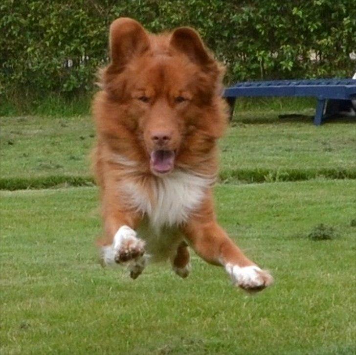 Nova scotia duck tolling retriever Eddie billede 18