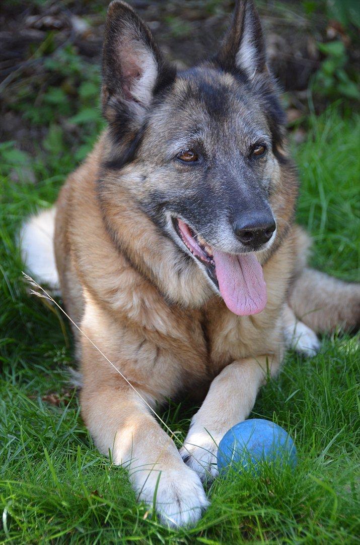 Blanding af racer Molly R.I.P<3 - Molly med sin elskede bold:) billede 6