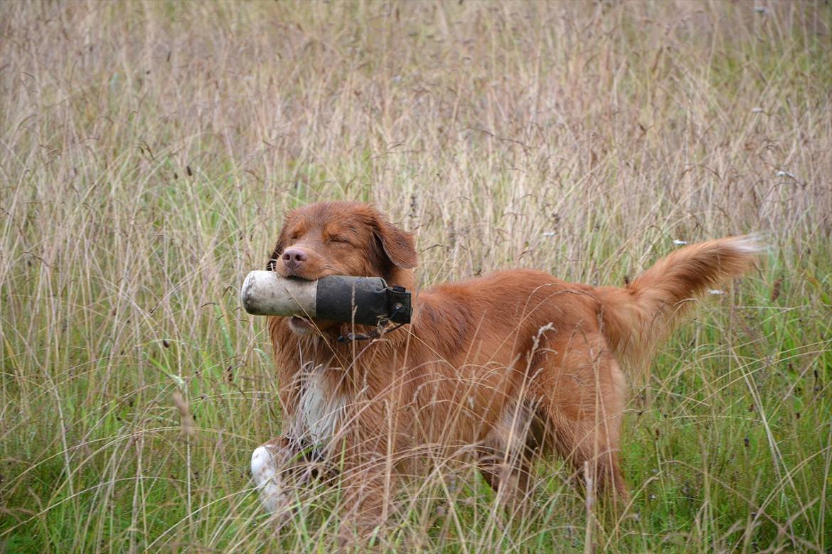 Nova scotia duck tolling retriever Eddie billede 19