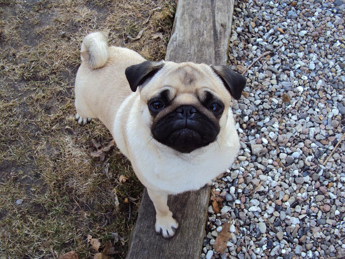 Mops Maddi - Min højt elskede Maddi som er en mops:) billede 1