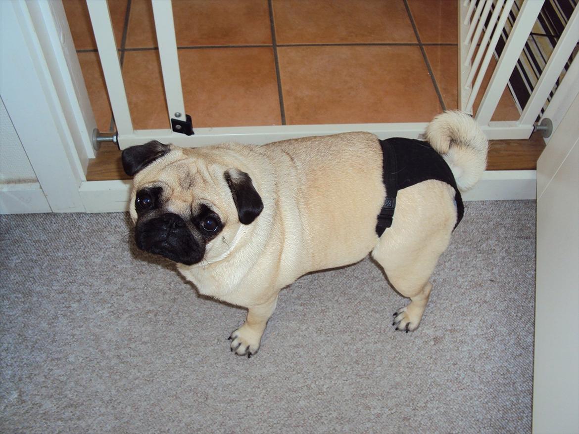 Mops Maddi - Maddis første løbetid 2010 billede 2