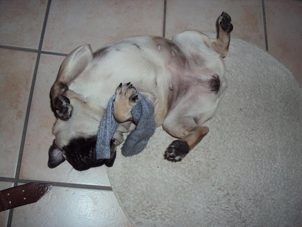 Mops Maddi - Maddi eeelsker at stjæle sokker;) billede 3