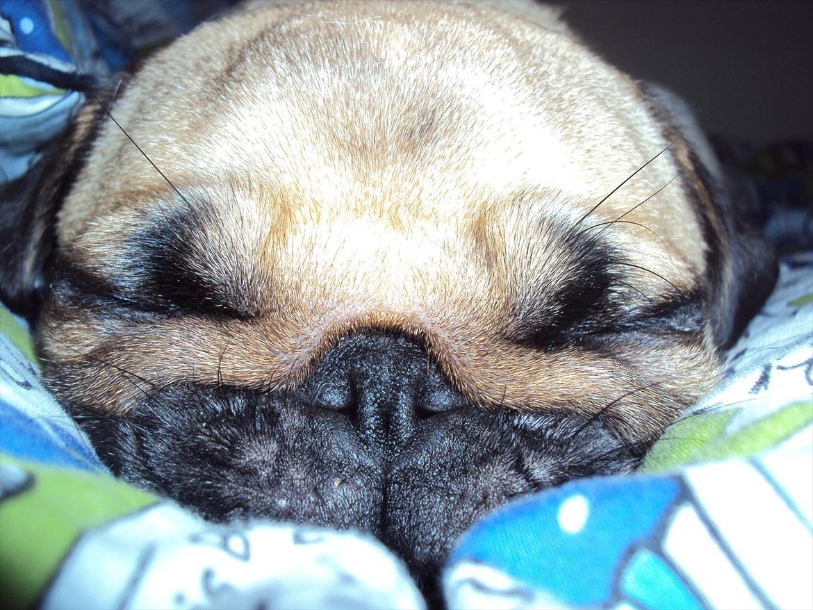 Mops Maddi - En puttelur er altid dejligt i mors og fars dyner:) billede 4