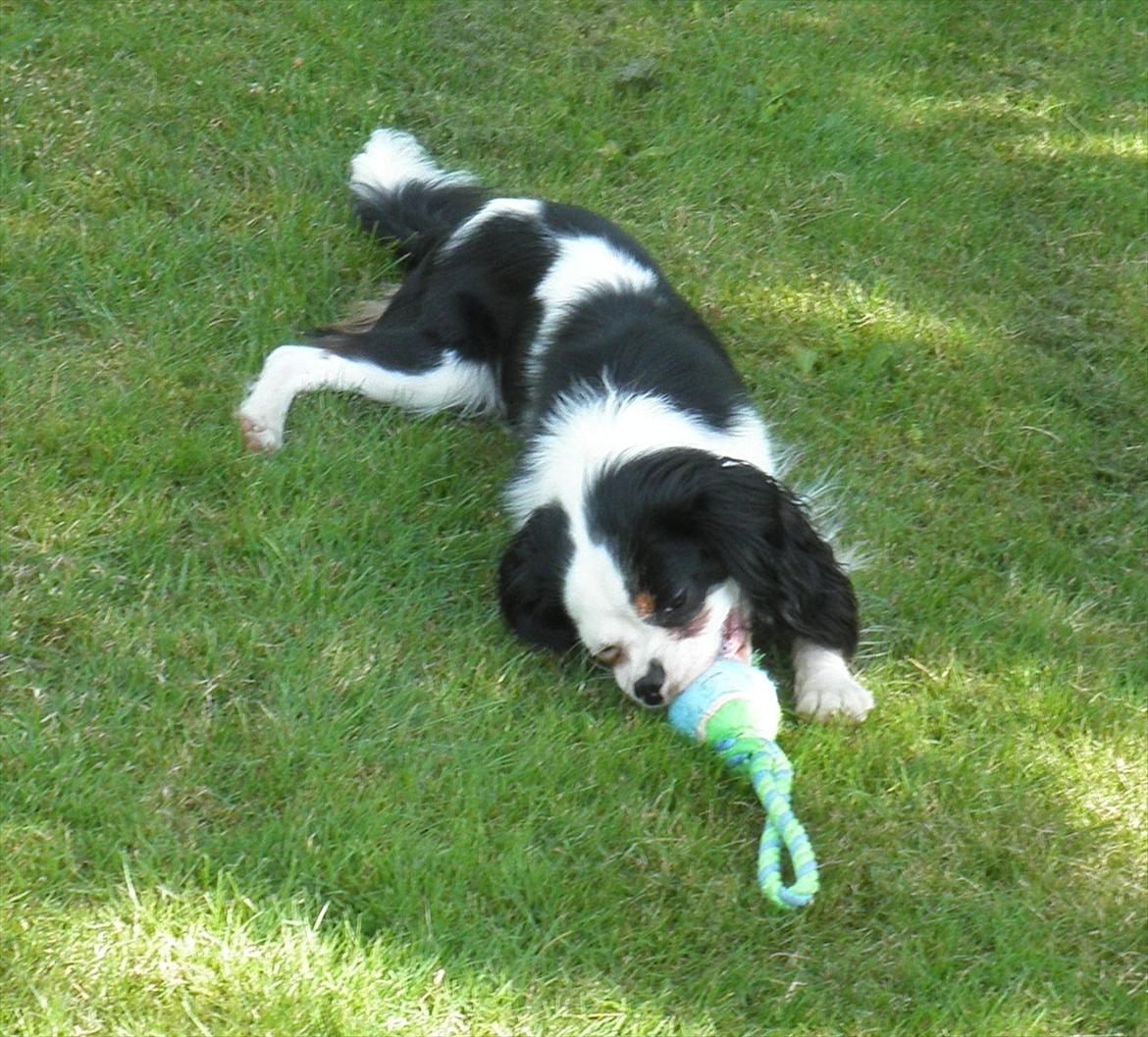 Cavalier king charles spaniel Viggo :D   - foto: Emma August d. 29-70-11 billede 4