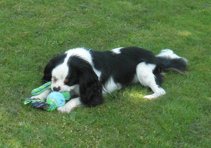 Cavalier king charles spaniel Viggo :D   - foto: Emma August d. 29-70-11 billede 7