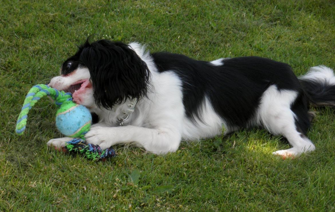 Cavalier king charles spaniel Viggo :D   - foto: Emma August d. 29-70-11 billede 8