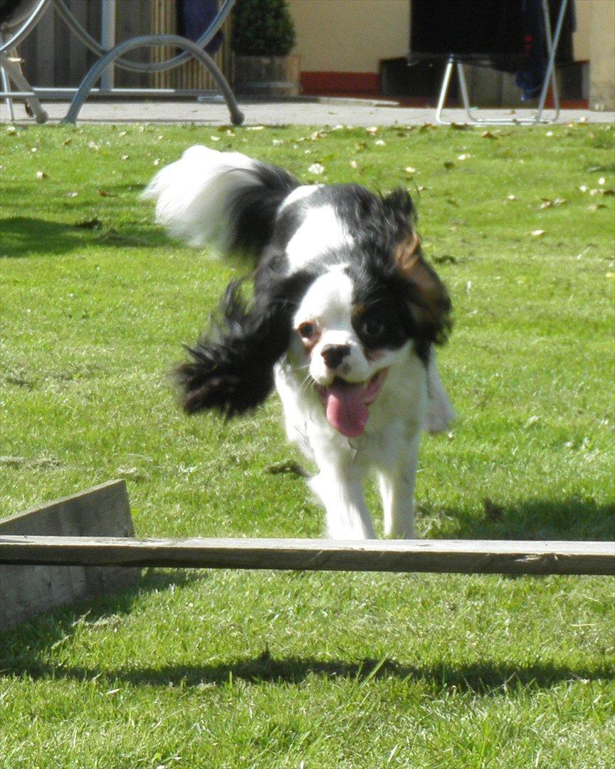 Cavalier king charles spaniel Viggo :D   - foto: Emma August d. 29-70-11 billede 2