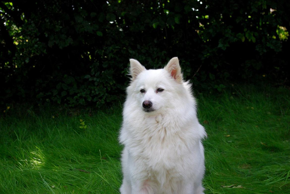 Japansk spids Grazy Daisy - R.I.P. :'( <3 - taget den 29.07.11 billede 5