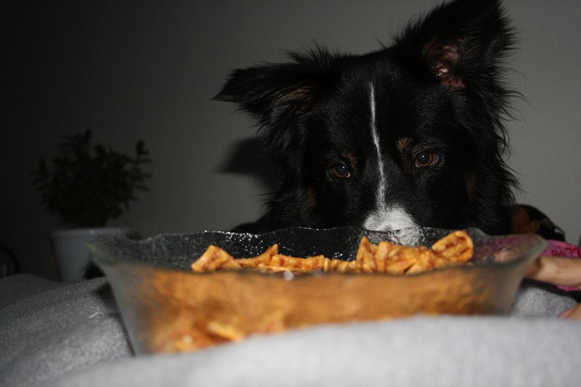 Border collie Satu (Hummelhund) - Må jeg ikke godt få de chips? billede 1