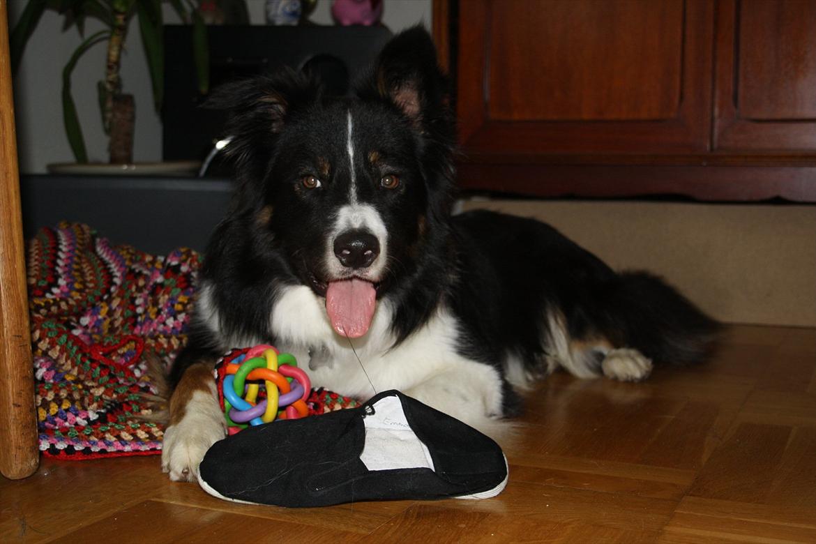 Border collie Satu (Hummelhund) - Er jeg ikke flot? billede 11