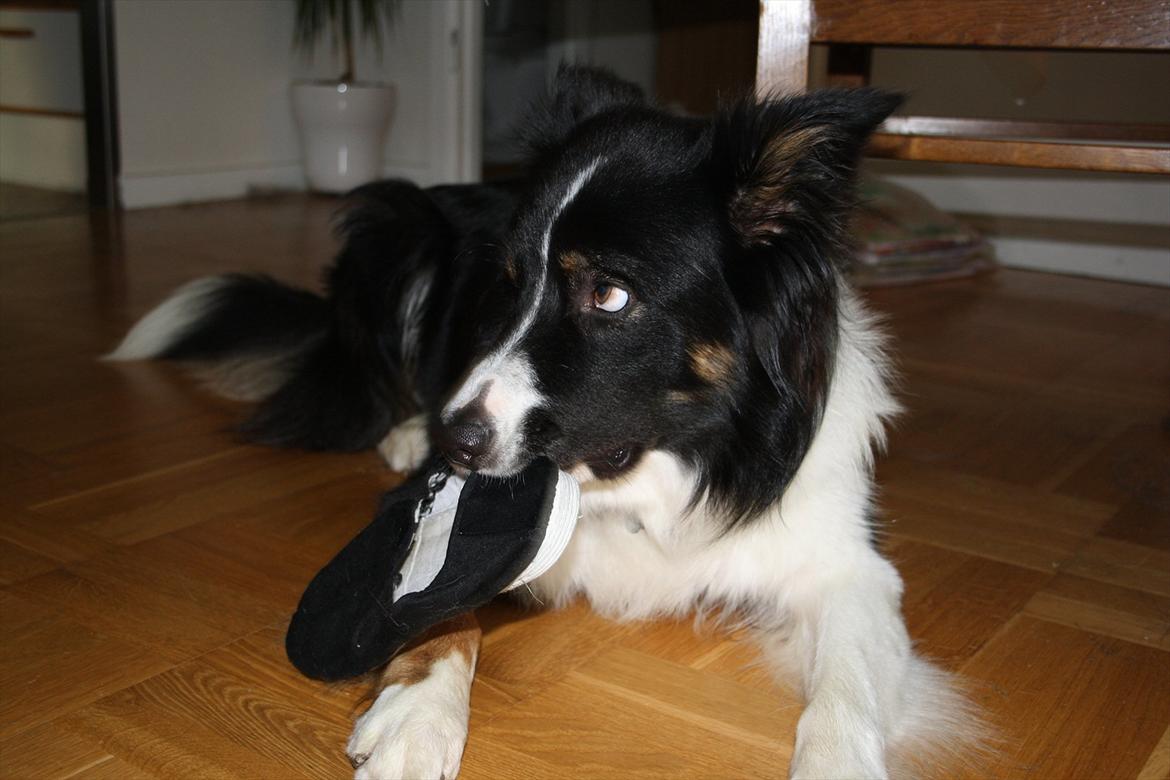 Border collie Satu (Hummelhund) - Hvem siger du har taget en sko??? billede 13
