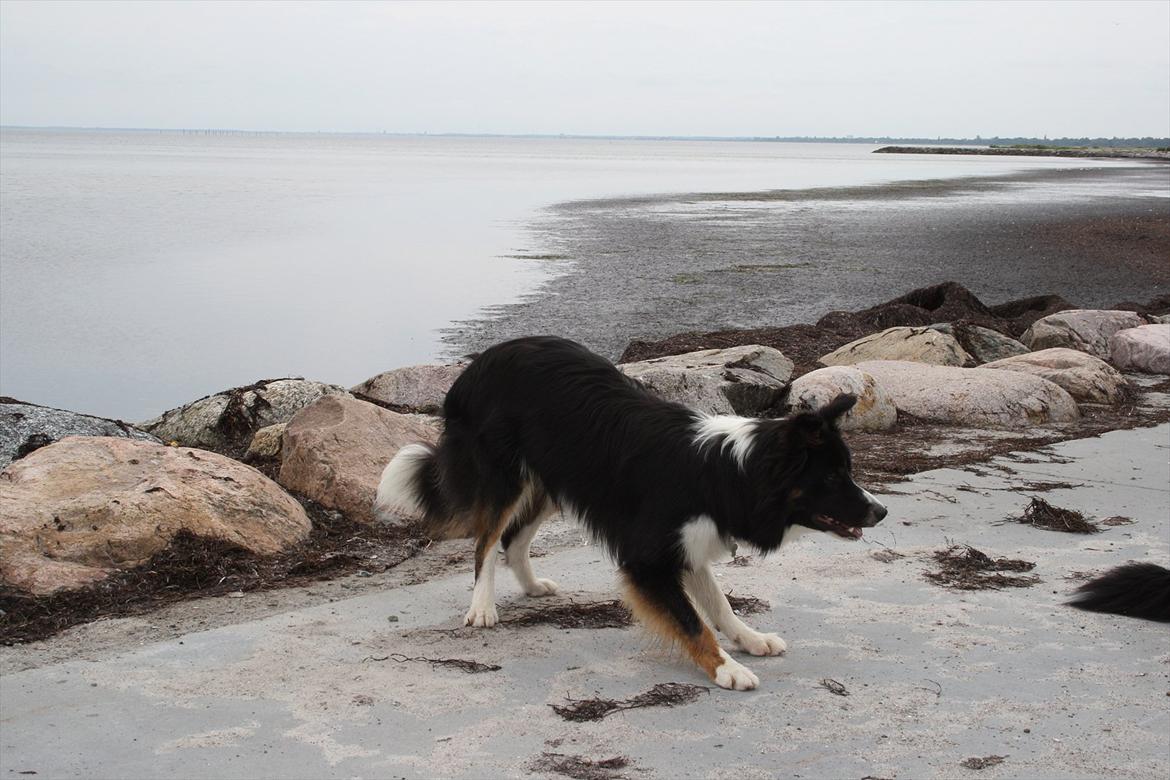 Border collie Satu (Hummelhund) - Tur på havnen/stranden d. 29/7-2011 billede 15
