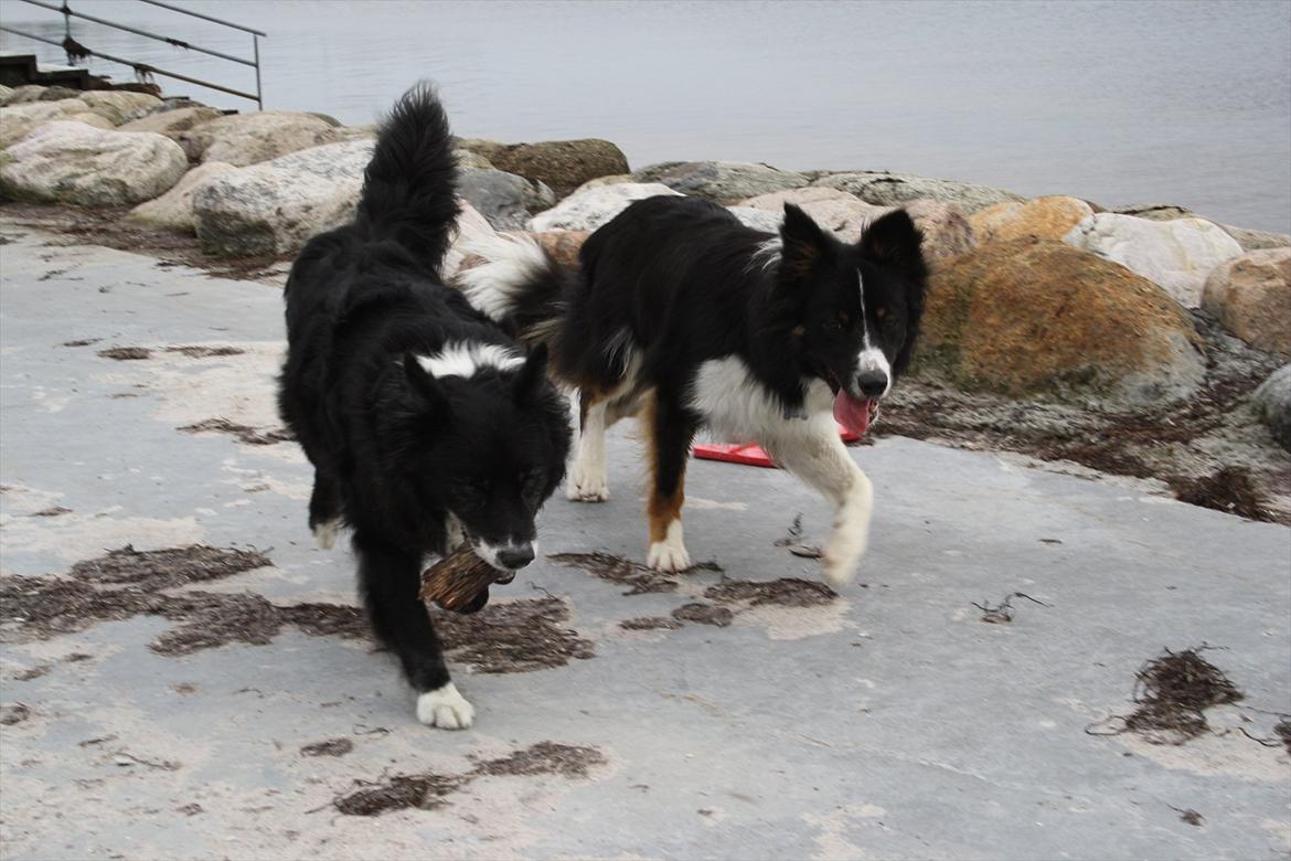 Border collie Satu (Hummelhund) - 29/7-2011 billede 18