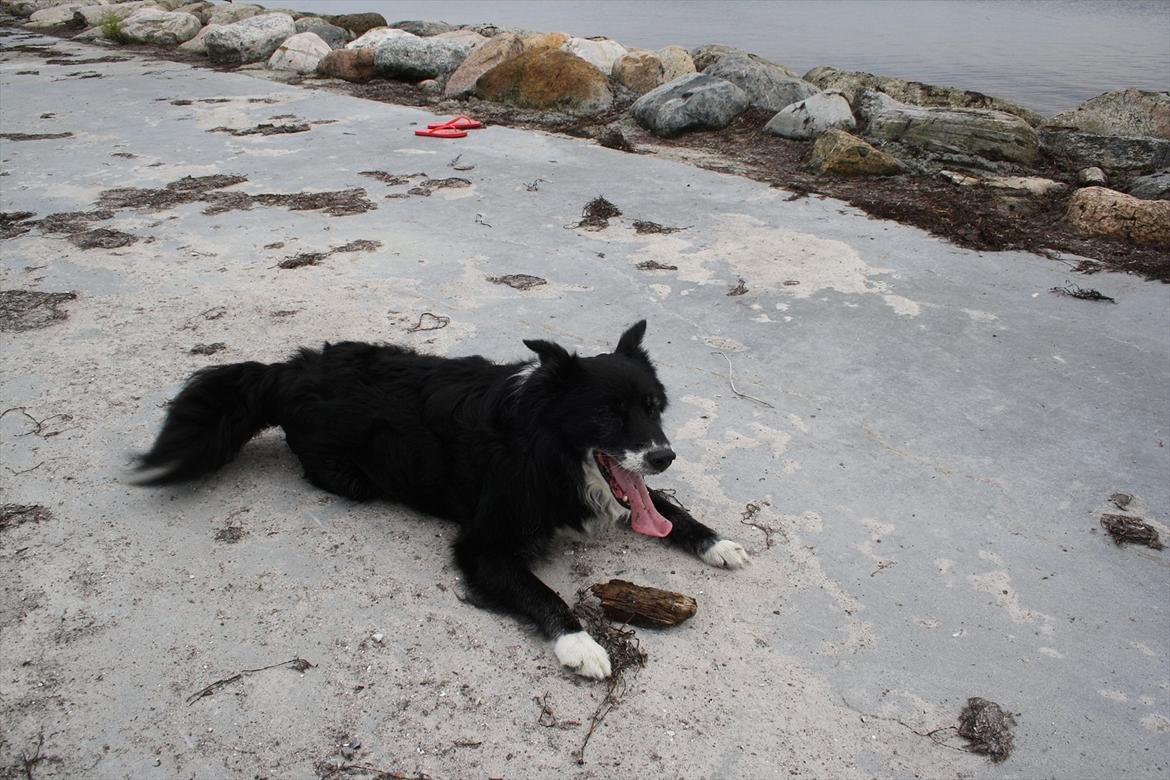 Blanding af racer Kátur - Tur på stranden/havnen 29/7-2011 billede 10