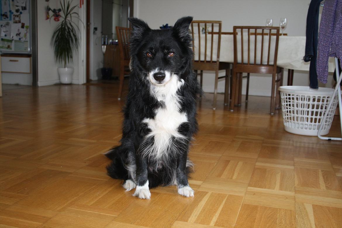 Blanding af racer Kátur billede 12