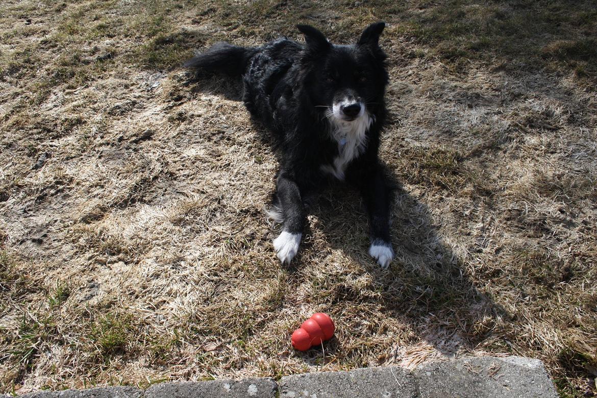 Blanding af racer Kátur billede 13