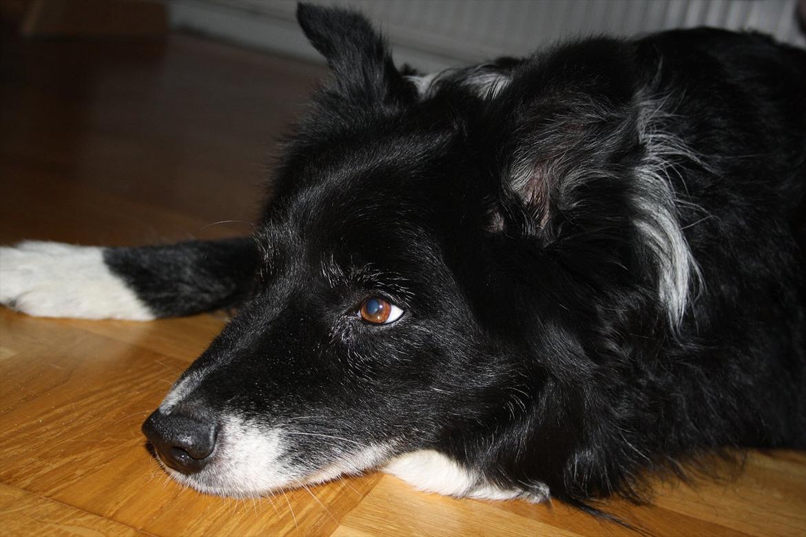 Blanding af racer Kátur - Velkommen til min profil billede 1