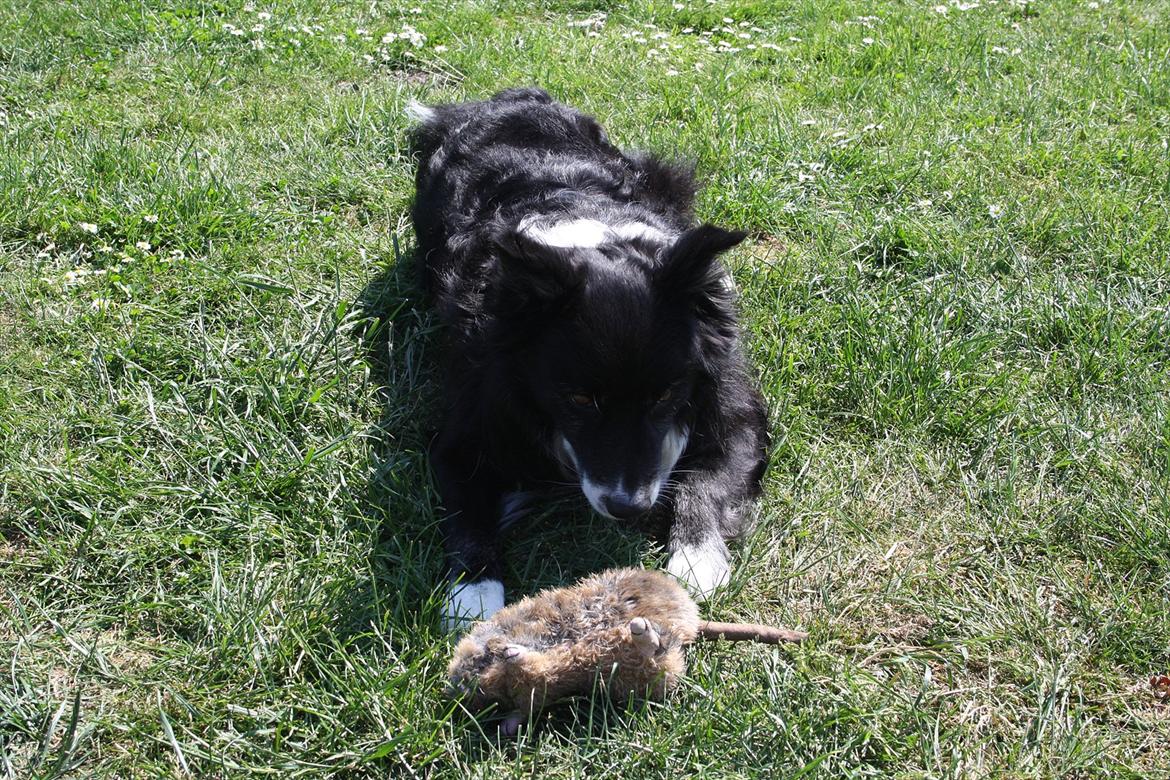 Blanding af racer Kátur - Skal vi lege? :-) billede 2