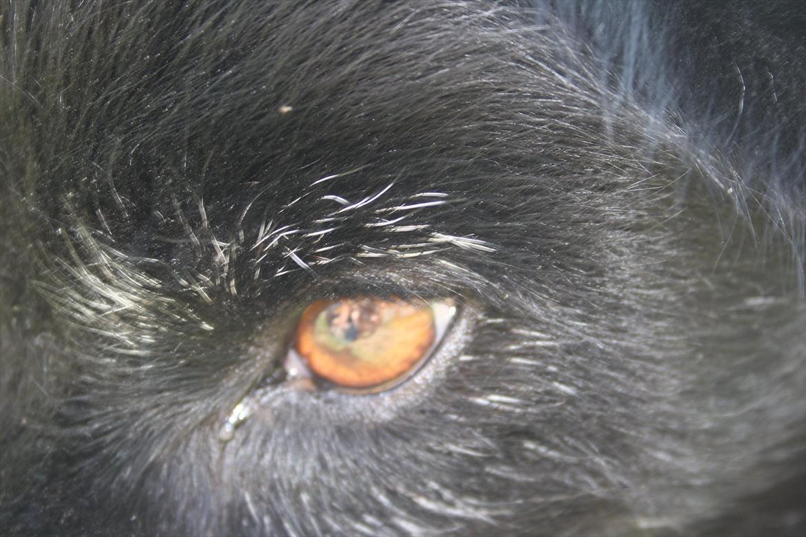 Blanding af racer Kátur billede 14