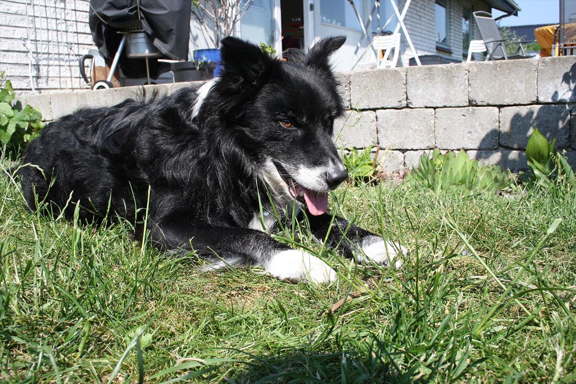 Blanding af racer Kátur billede 17