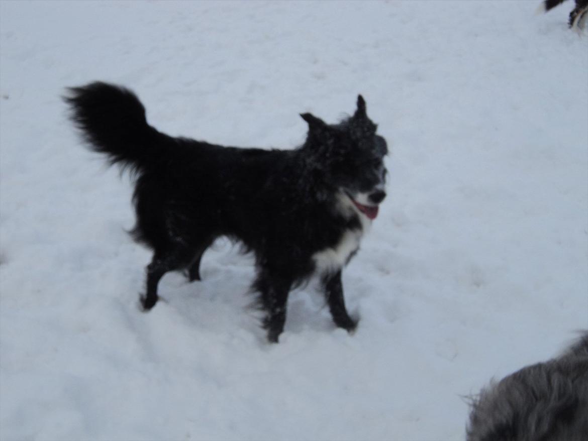 Blanding af racer Kátur billede 18