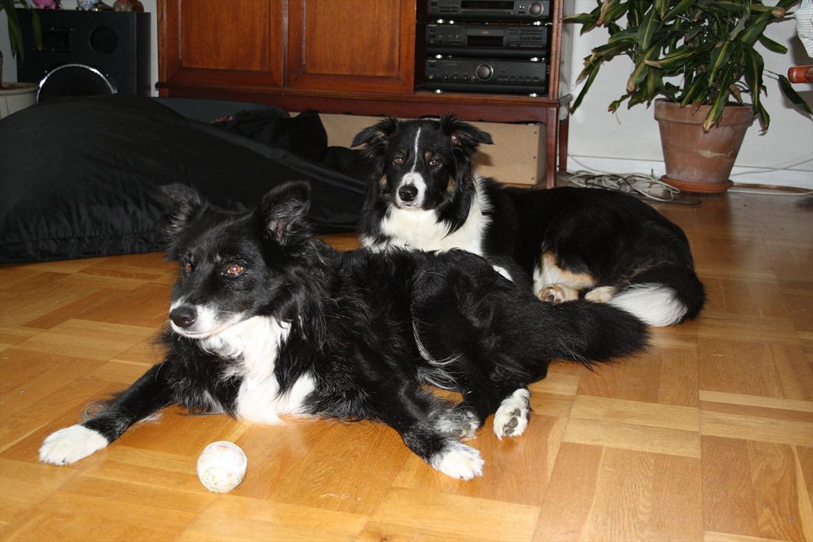 Blanding af racer Kátur billede 21