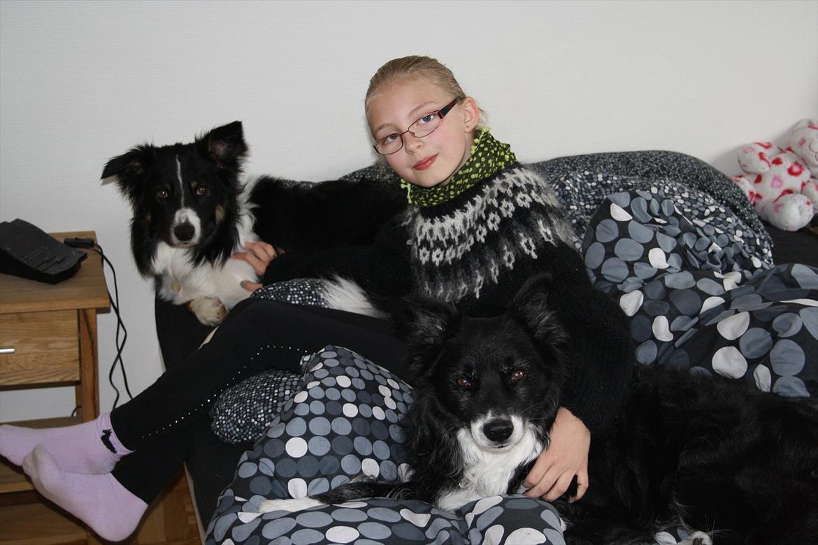 Blanding af racer Kátur billede 22