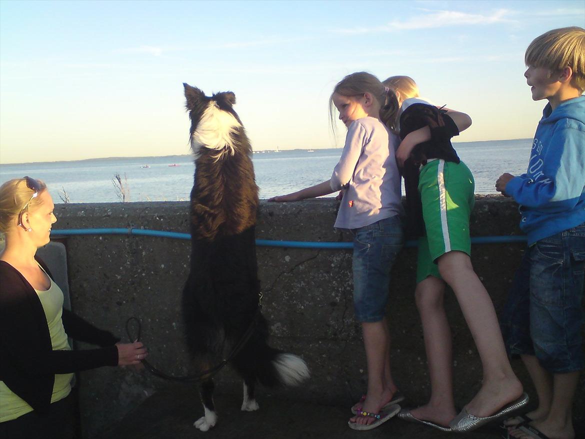 Border collie Satu (Hummelhund) - Mon der kommer nogen både? billede 21
