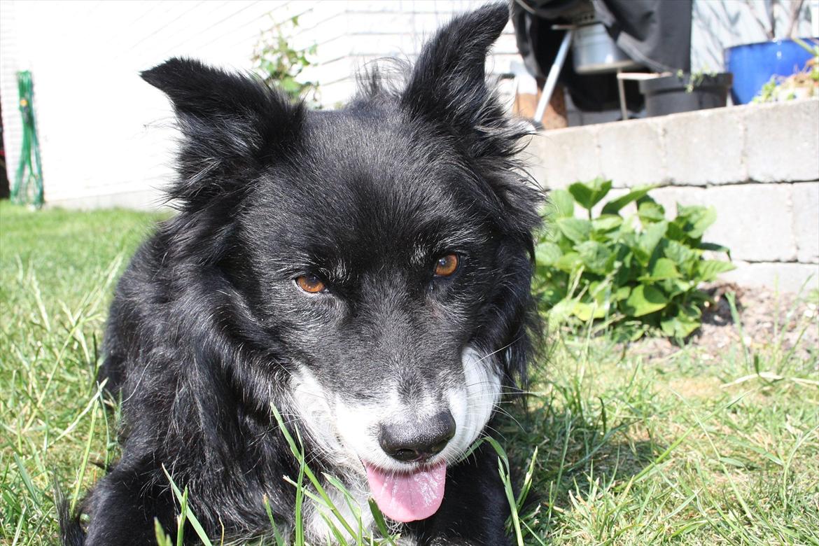 Blanding af racer Kátur billede 25