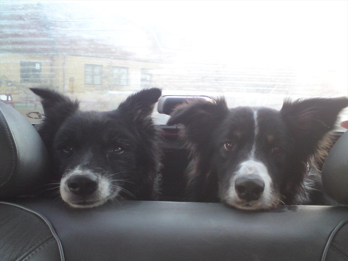 Blanding af racer Kátur - Satu og Mig i bilen billede 26