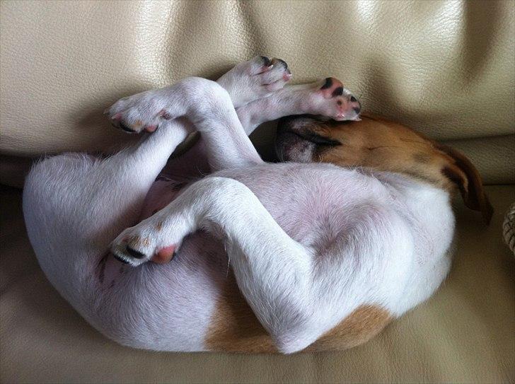 Blanding af racer Johna Stockton - Snorker i sofaen, 8 uger gammel billede 6