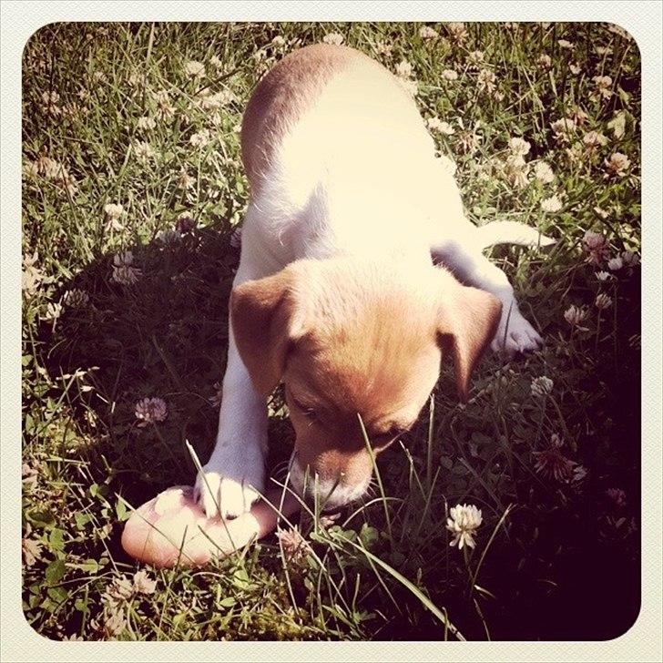 Blanding af racer Johna Stockton - Spiser råt kyllingelår 9 uger gammel billede 7