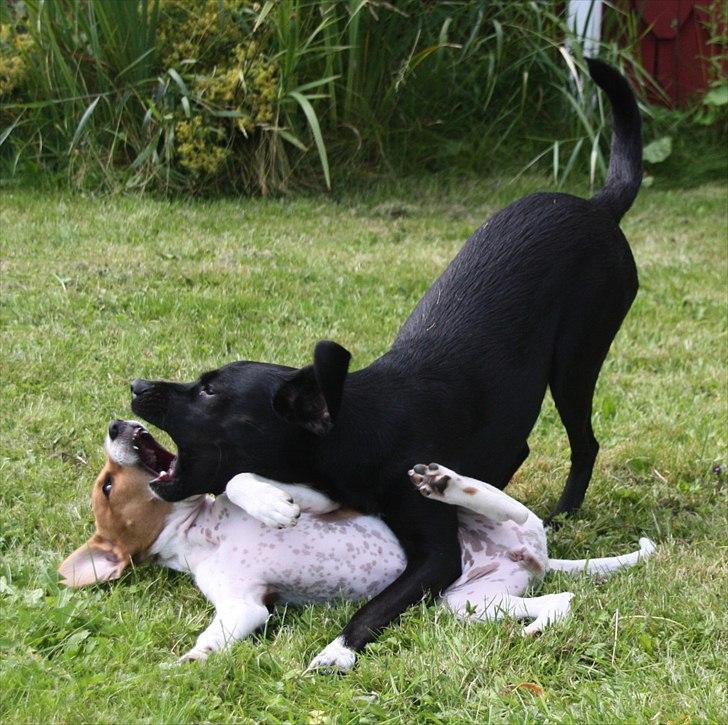 Blanding af racer Johna Stockton - Leger vildt med storesøster Karla, 12 uger gammel billede 10