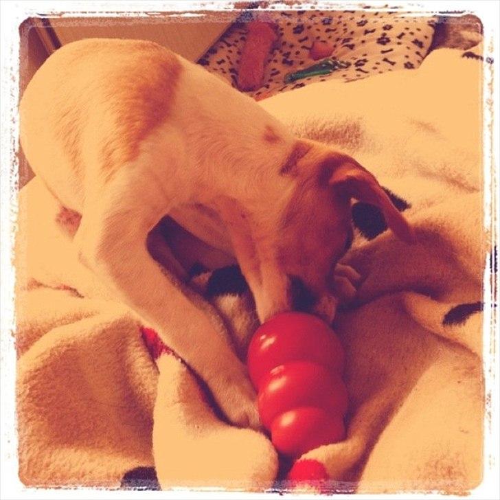 Blanding af racer Johna Stockton - Nyder en Kong, 10 uger gammel billede 8