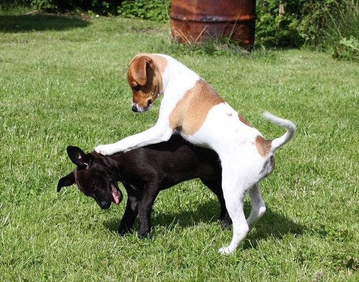 Blanding af racer Johna Stockton - Møder min ven Puma for første gang.  11 uger gammel billede 9