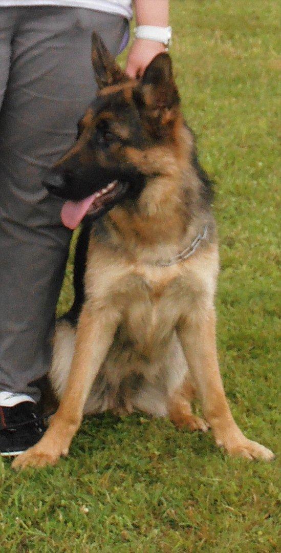 Schæferhund Kiamis Fahra (Mor´s hund) - Ikk den mest charmerende stilling af mors nus, men hun er smuk alligevel.:) billede 20