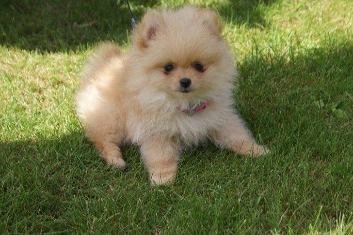 Pomeranian Malekits Lily Lola billede 8