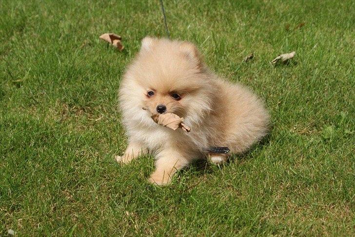 Pomeranian Malekits Lily Lola billede 10