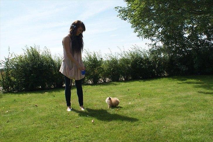 Pomeranian Malekits Lily Lola billede 12