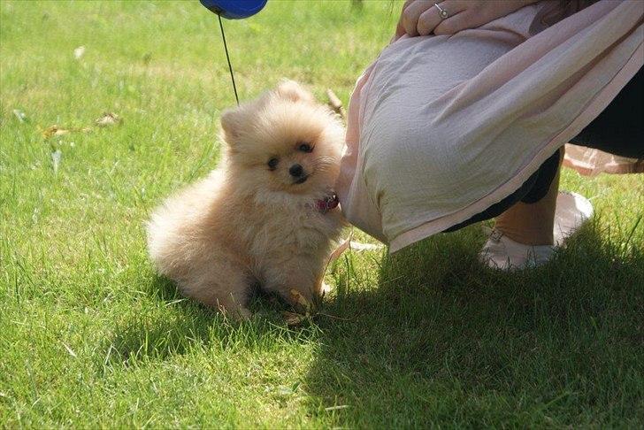 Pomeranian Malekits Lily Lola billede 13