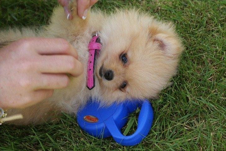 Pomeranian Malekits Lily Lola billede 14