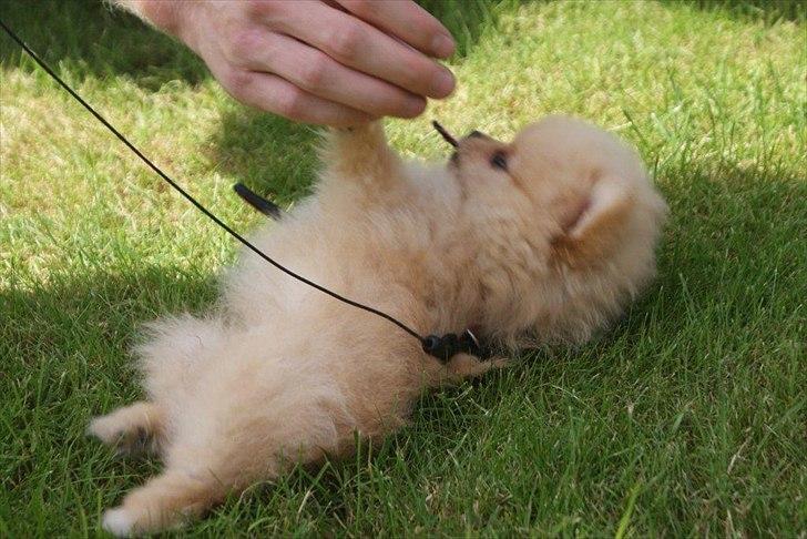 Pomeranian Malekits Lily Lola billede 15