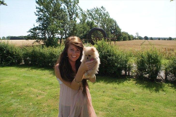 Pomeranian Malekits Lily Lola billede 16