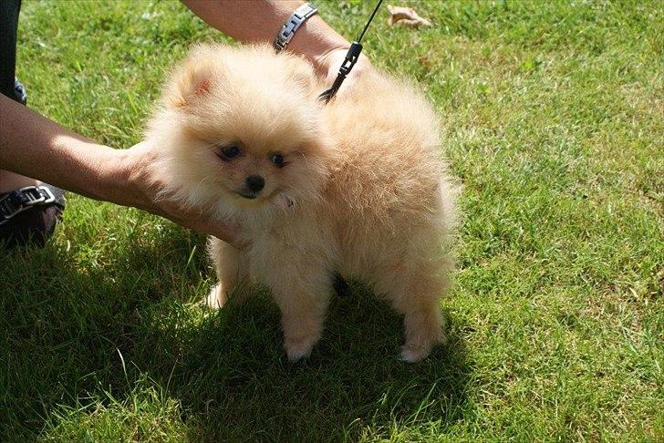 Pomeranian Malekits Lily Lola billede 17