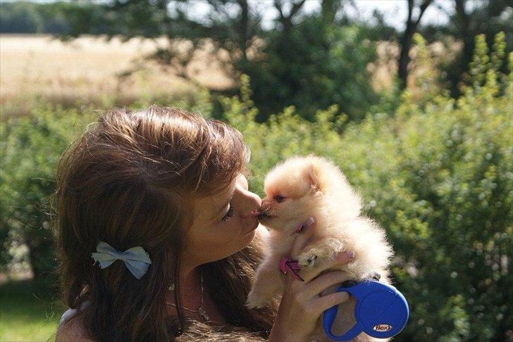 Pomeranian Malekits Lily Lola billede 18