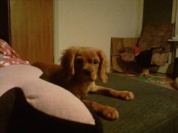 Cavalier king charles spaniel Rocky billede 8