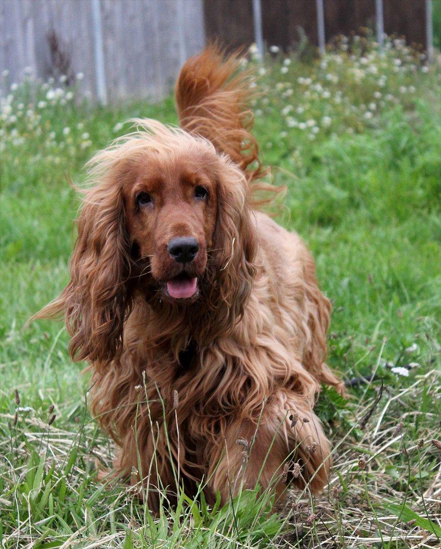 Cocker spaniel alfred (fredo) - nyt af pølsen 2011 billede 9